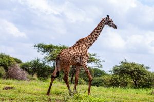 3 Day Amboseli National Park Safari
