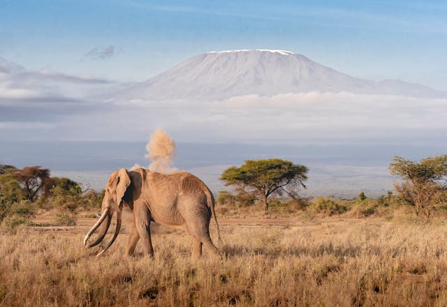 Elephants facing Mount Kilimanjaro at Amboseli National Park Safari